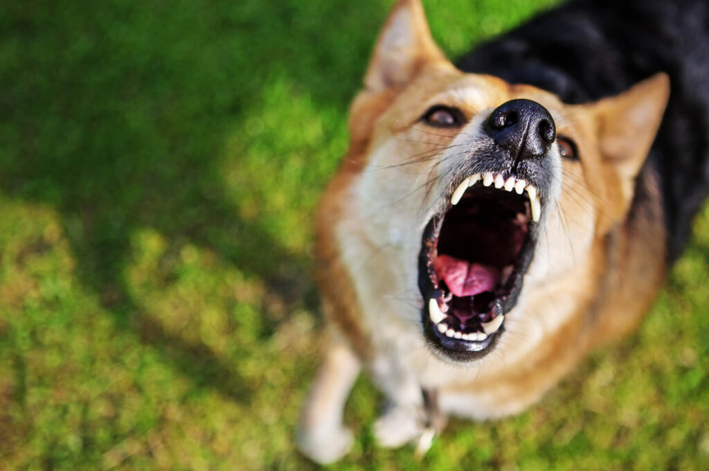 Dog Bites Personal Injury Law